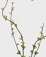 Amelanchier Spray — Green