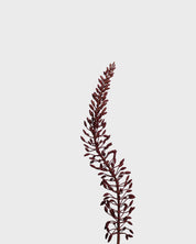 Eremurus Flower — Burgundy