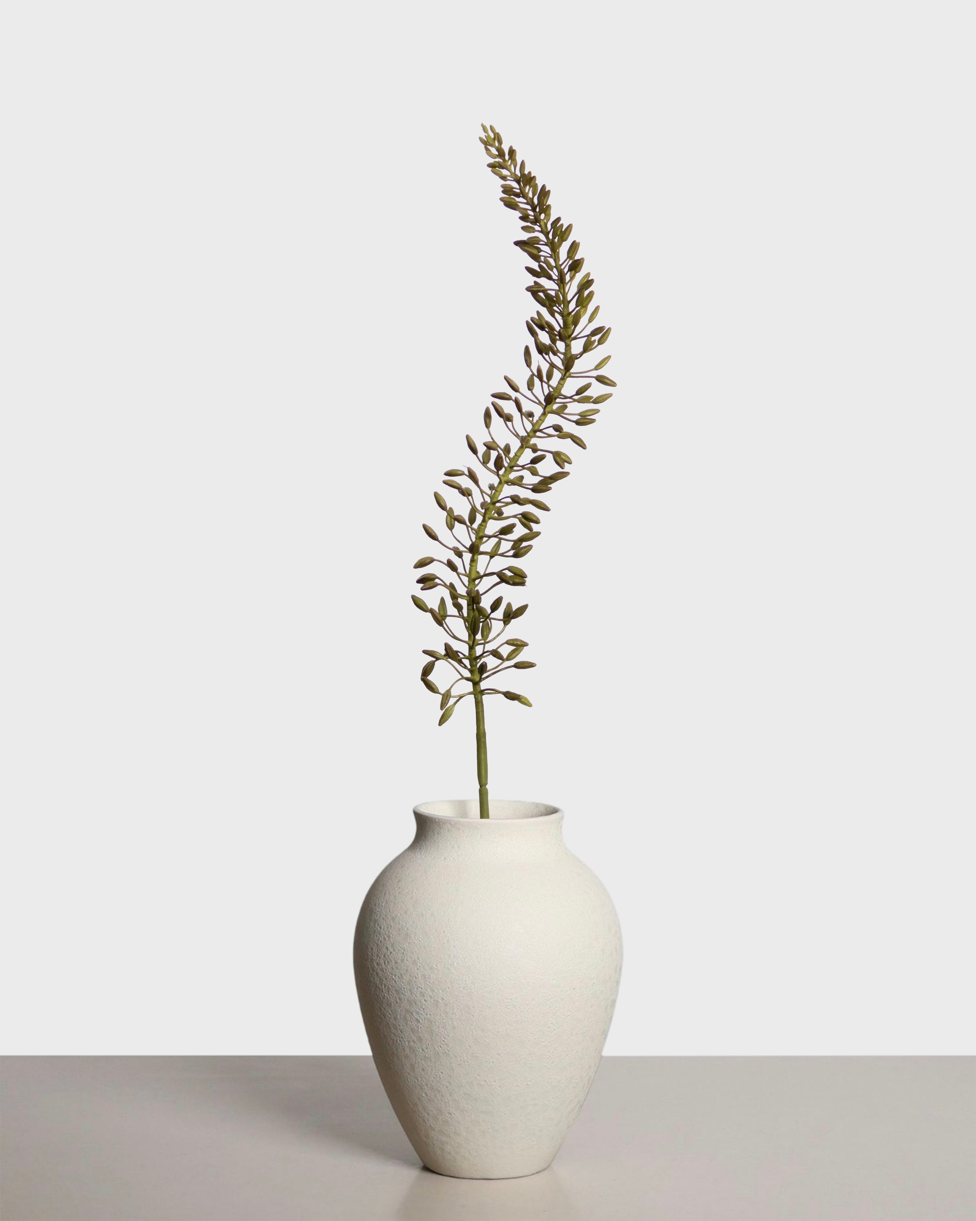 Eremurus Flower — Green