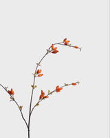 Rosehip — Orange