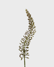 Eremurus Flower — Green