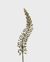 Eremurus Flower — Green