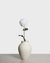 Dahlia pompon