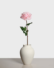 Premiumros — Rosa