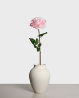 Premiumros — Rosa