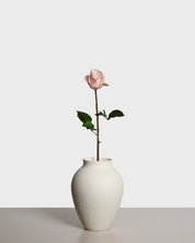 Premiumros liten — Ljusrosa