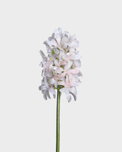 Hyacint — Ljusrosa
