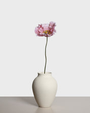 Vallmoblomma — Rosa