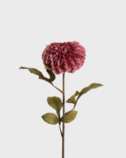 Dahlia pompon — Purple