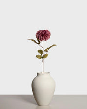 Dahlia pompon — Purple