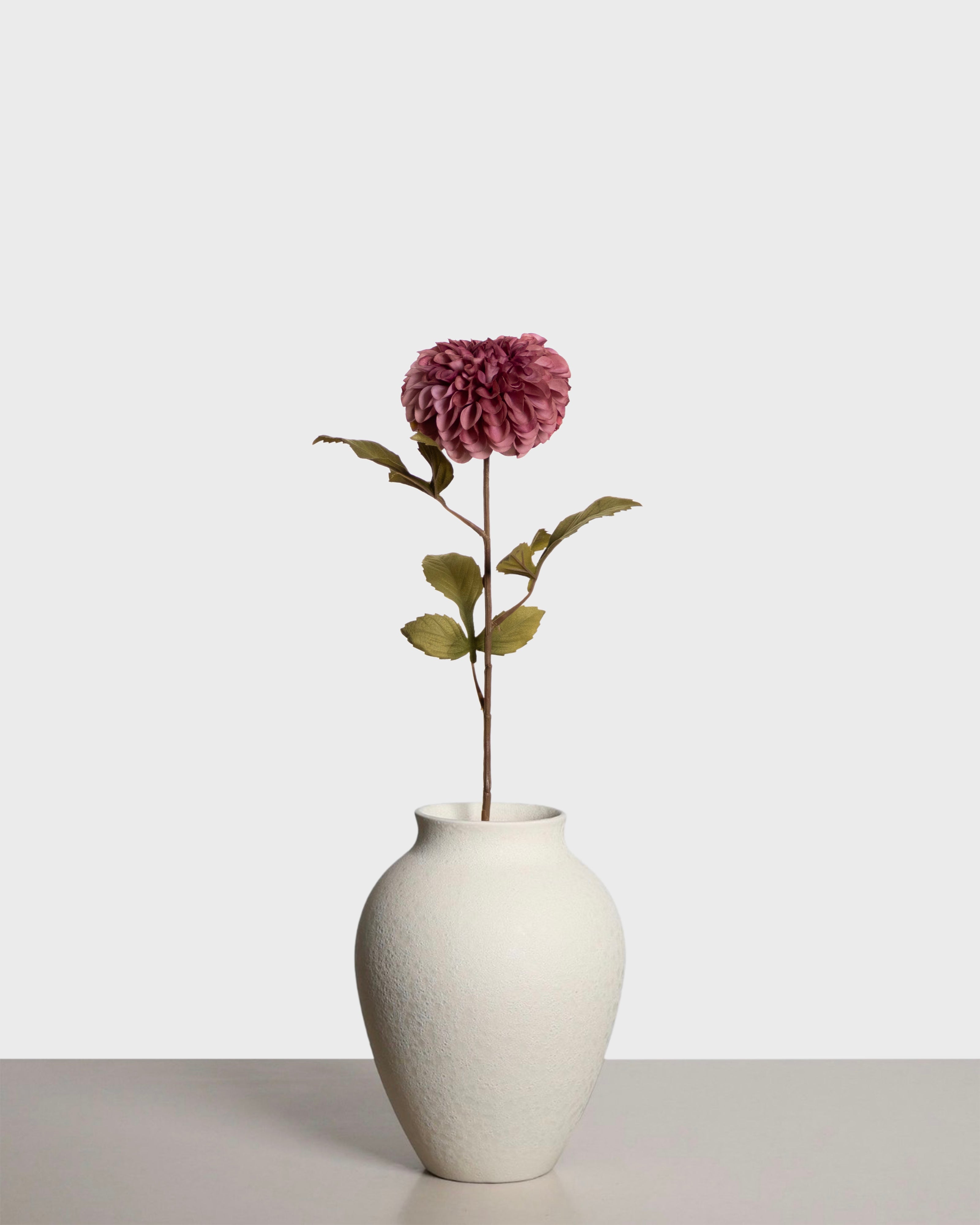 Dahlia pompon — Purple