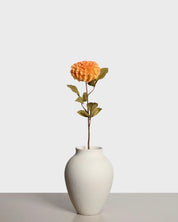 Dahlia pompon — Peach