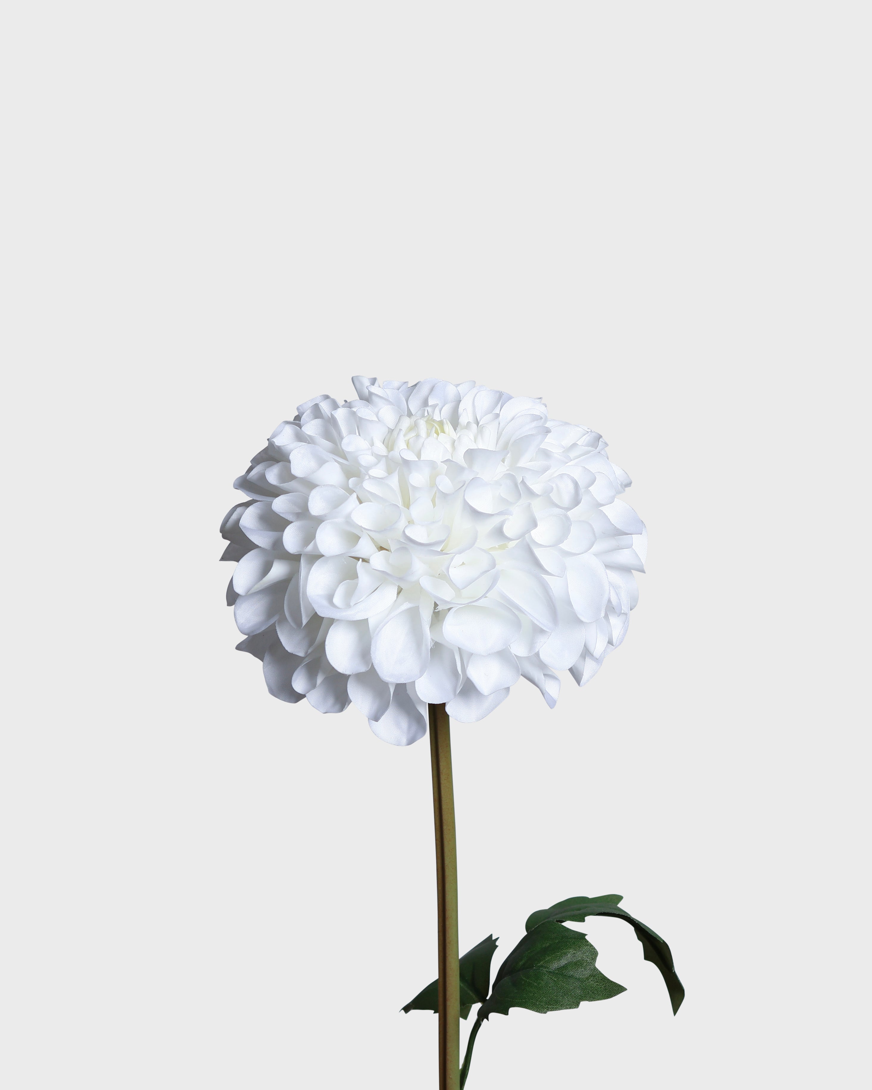Dahlia pompon