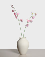 Lukärt — Ljusrosa