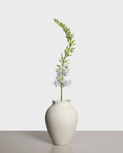 Eremurus Flower — White