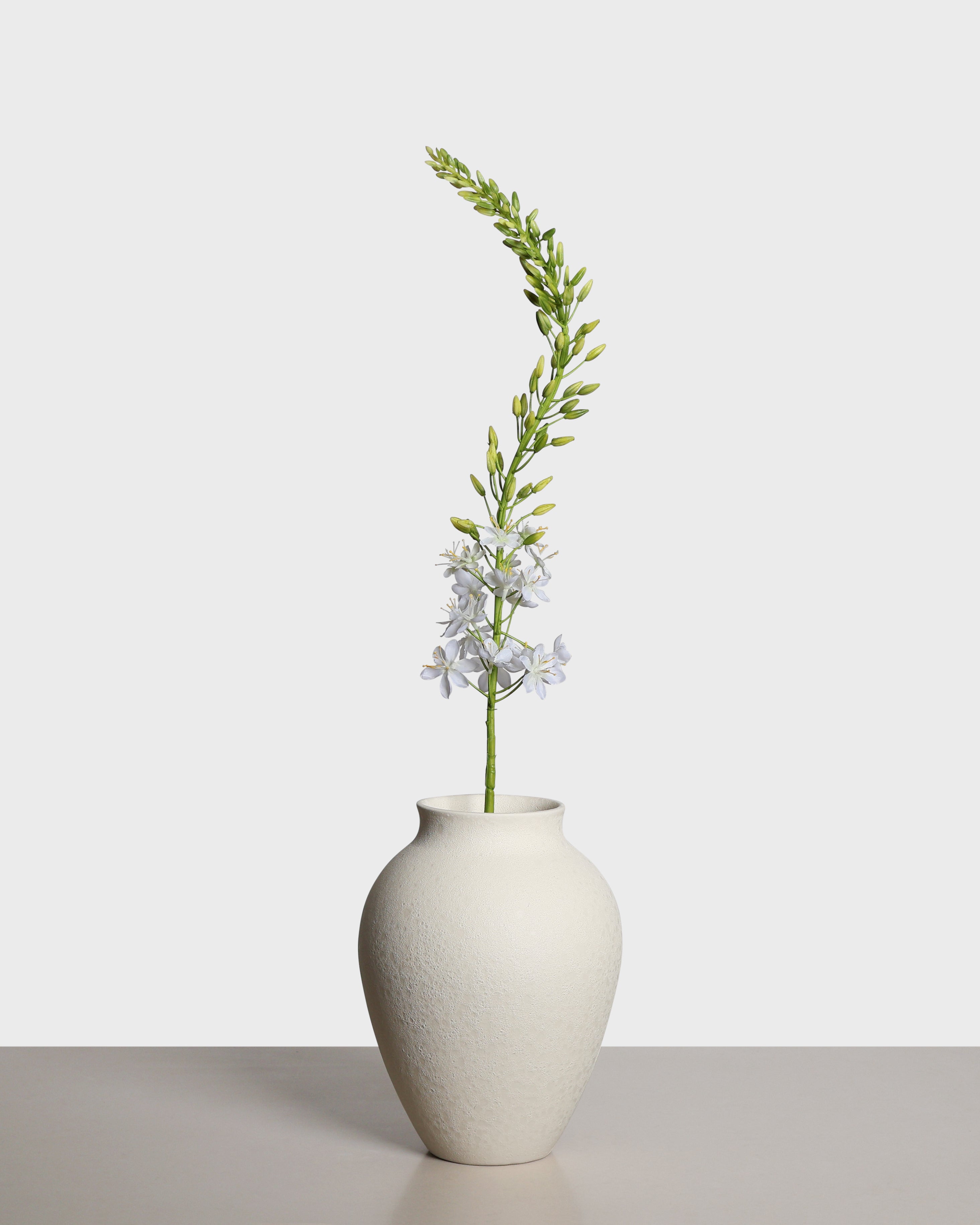 Eremurus Flower — White