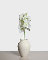 Vanda orkidé – Vit/Grön