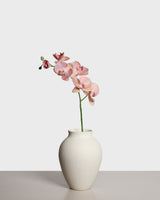 Phalaenopsis Orchid — Pink/Peach
