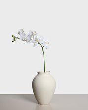Phalaenopsis Orchid — White