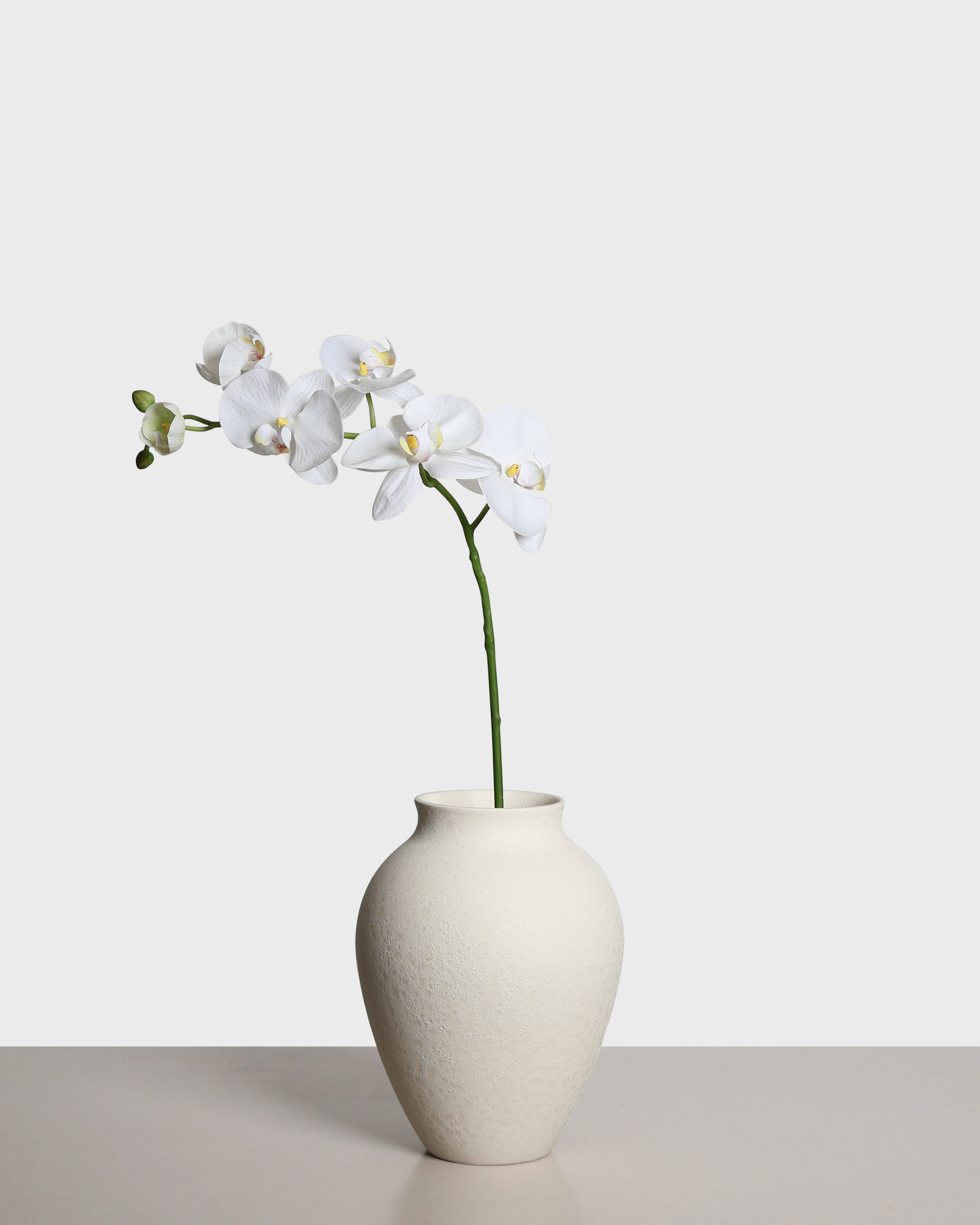 Phalaenopsis Orchid — White