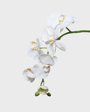 Phalaenopsis Orchid — White
