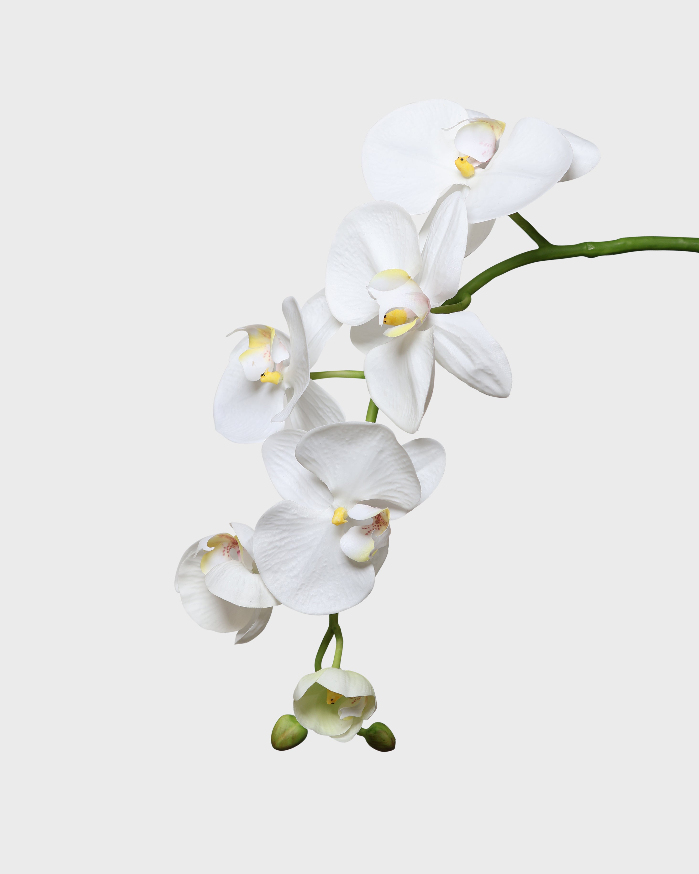 Phalaenopsis Orchid — White