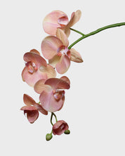 Phalaenopsis Orchid — Pink/Peach