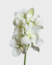 Vanda orkidé – Vit/Grön