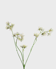Aralia Spray — Ljusrosa