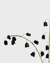 Fritillariablomma — Vinröd