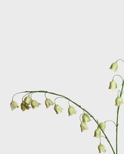 Fritillariablomma — Grön