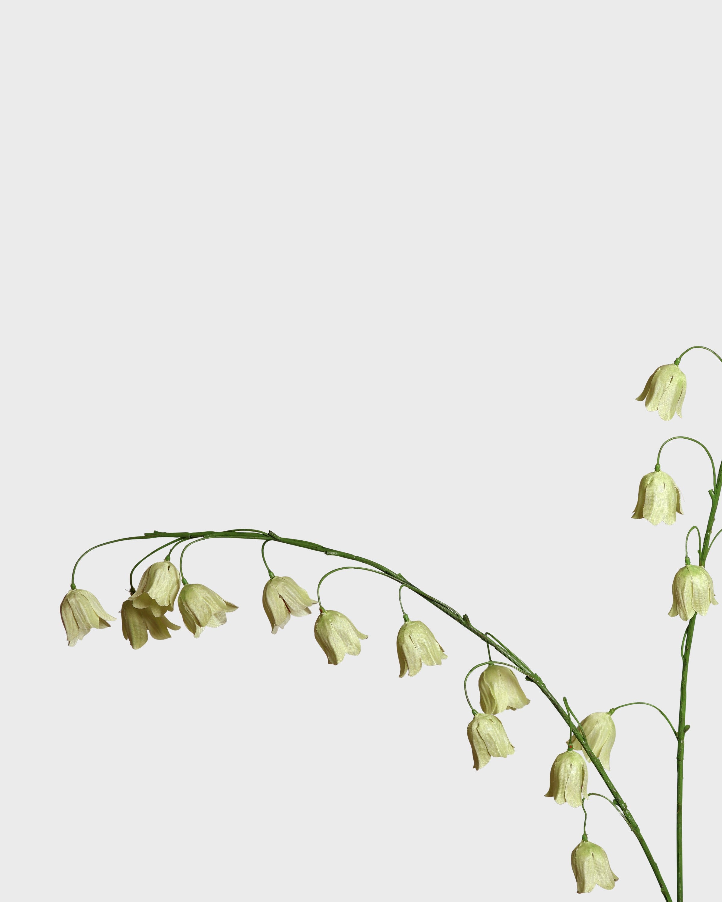 Fritillariablomma — Grön