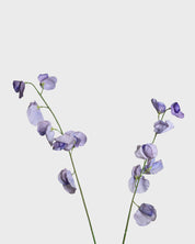 Lathyrus Flower — Lilac