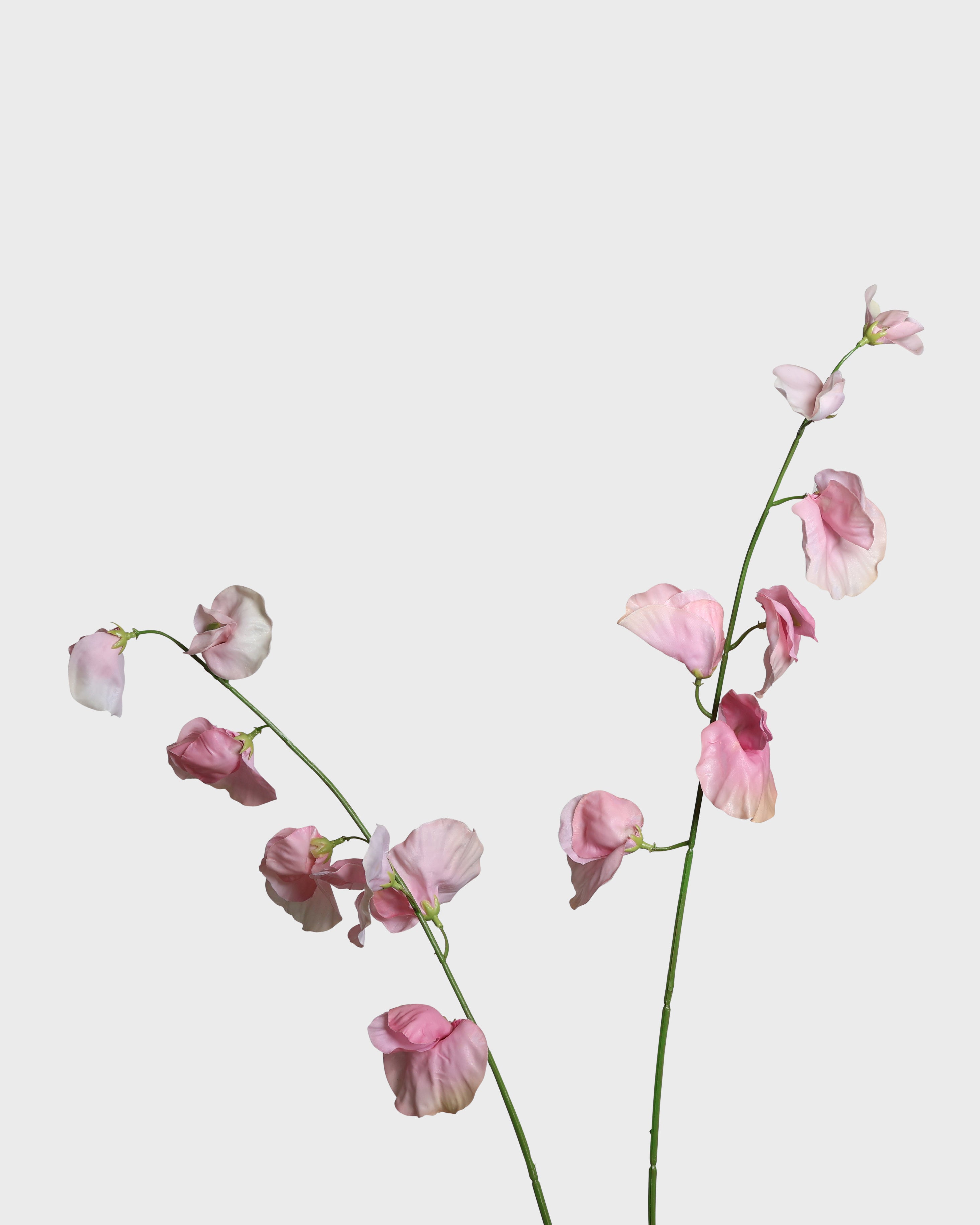 Lukärt — Ljusrosa