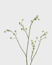 Bärkvist — Grön