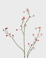 Bärkvist — Rosa