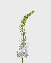 Eremurus Flower — White