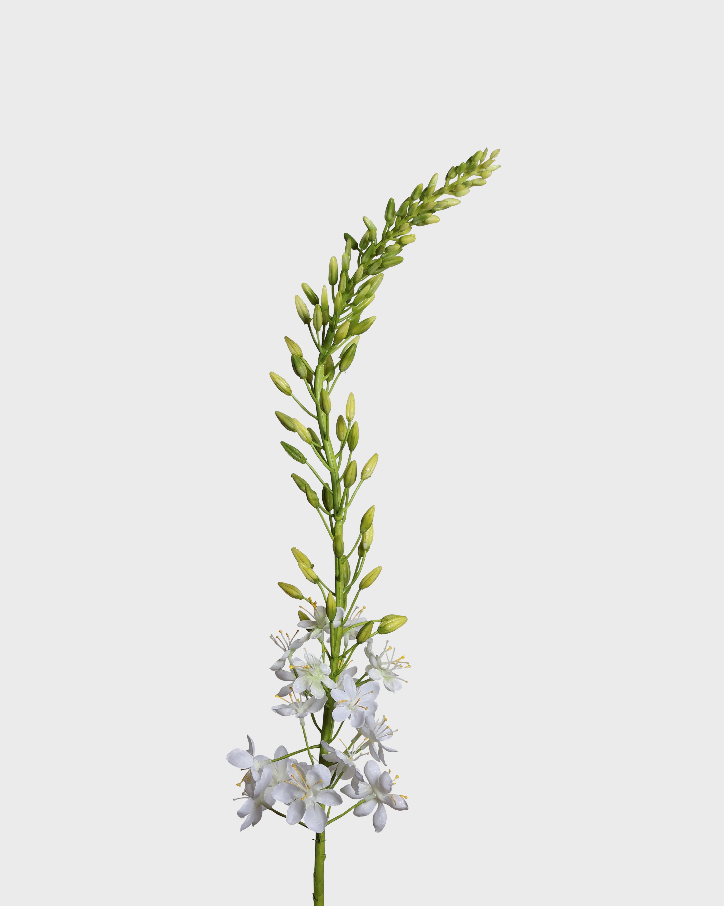 Eremurus Flower — White