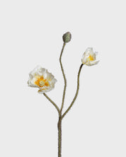 Vallmoblomma — Krämvit