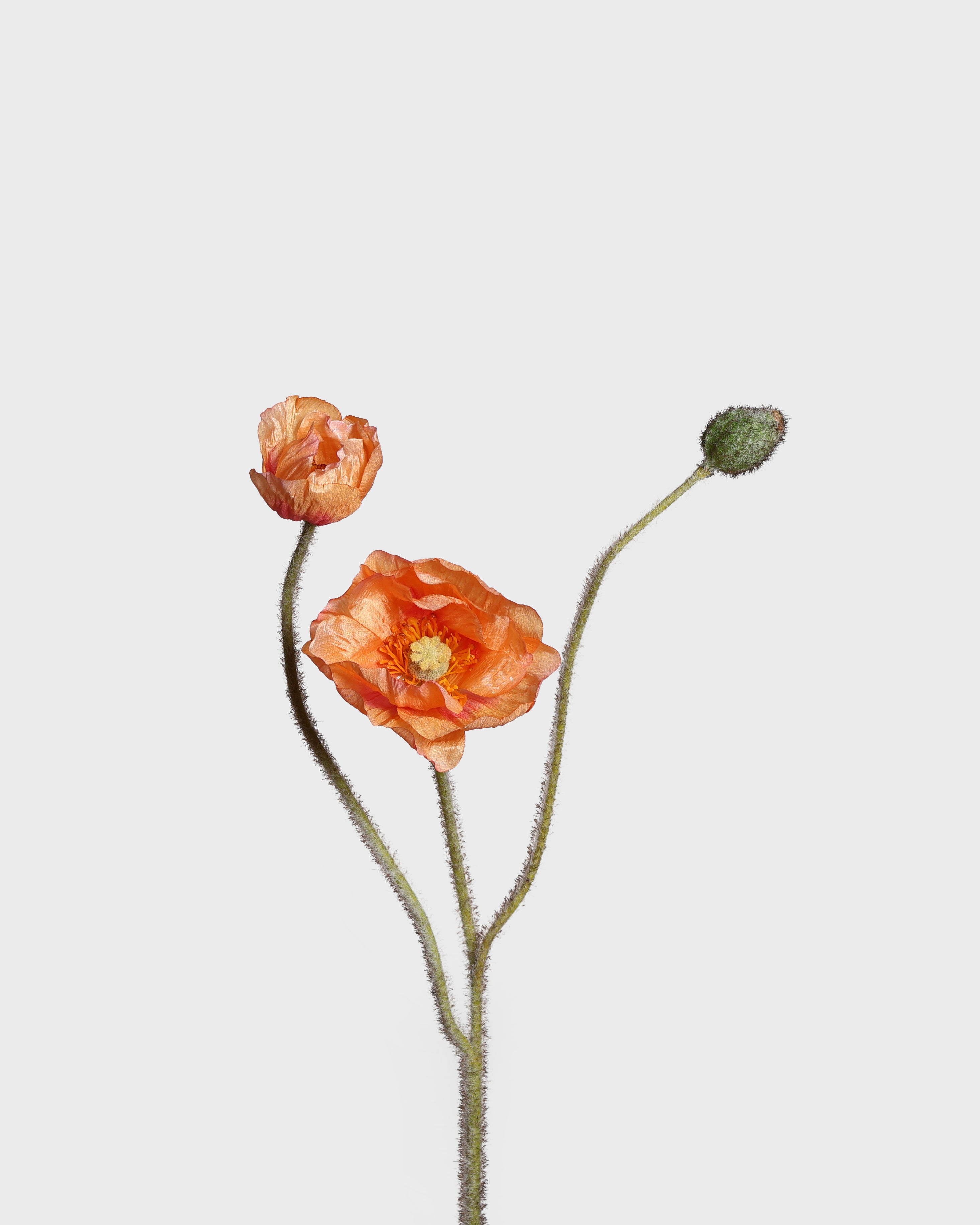 Vallmoblomma — Orange