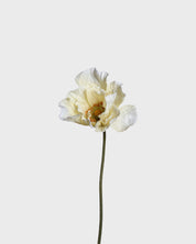 Vallmoblomma — Ljusgul