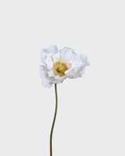 Vallmoblomma — Vit