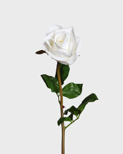 Premium Rose Small – Optical White