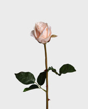 Premiumros liten — Ljusrosa