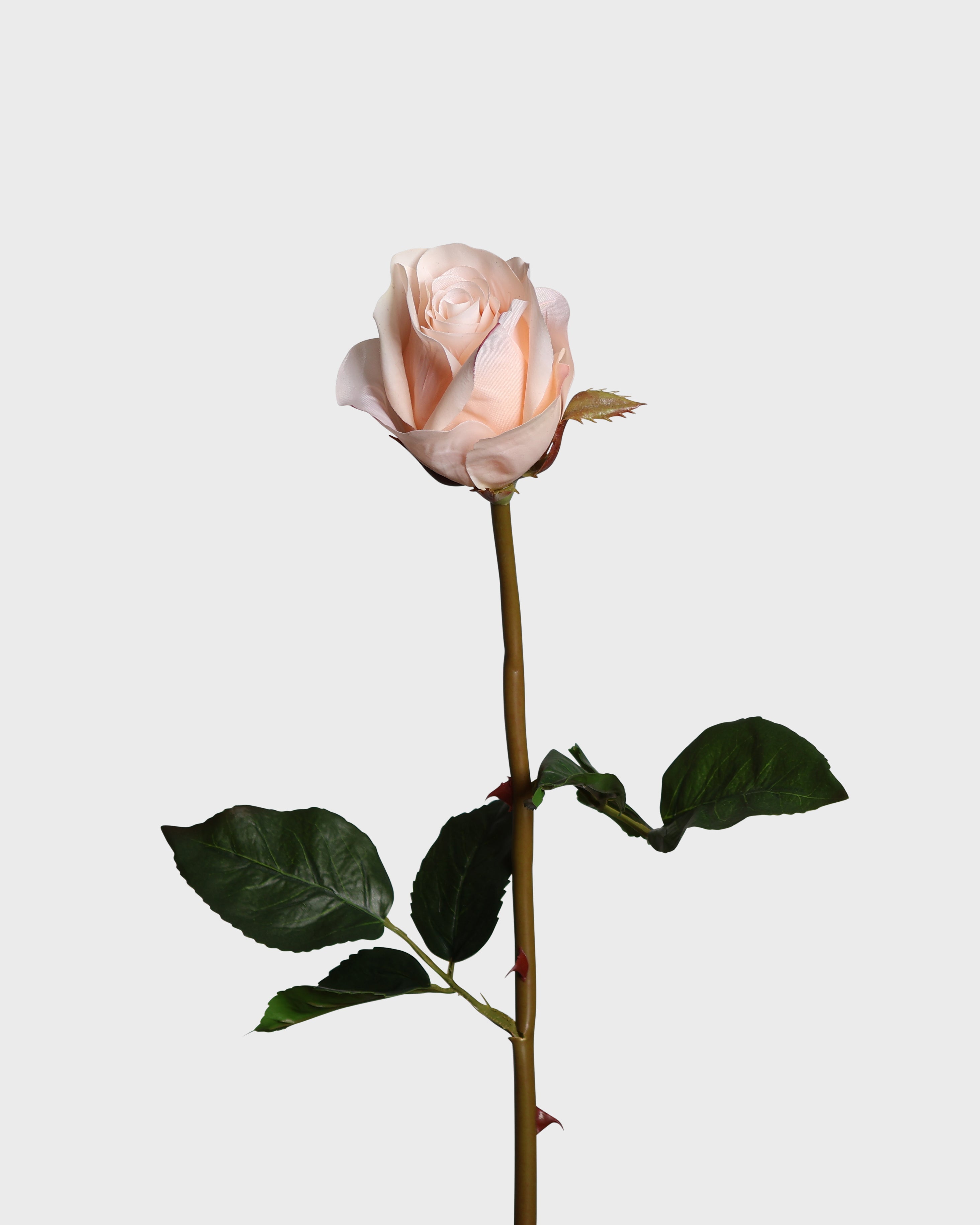 Premiumros liten — Ljusrosa
