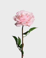 Premiumros — Rosa