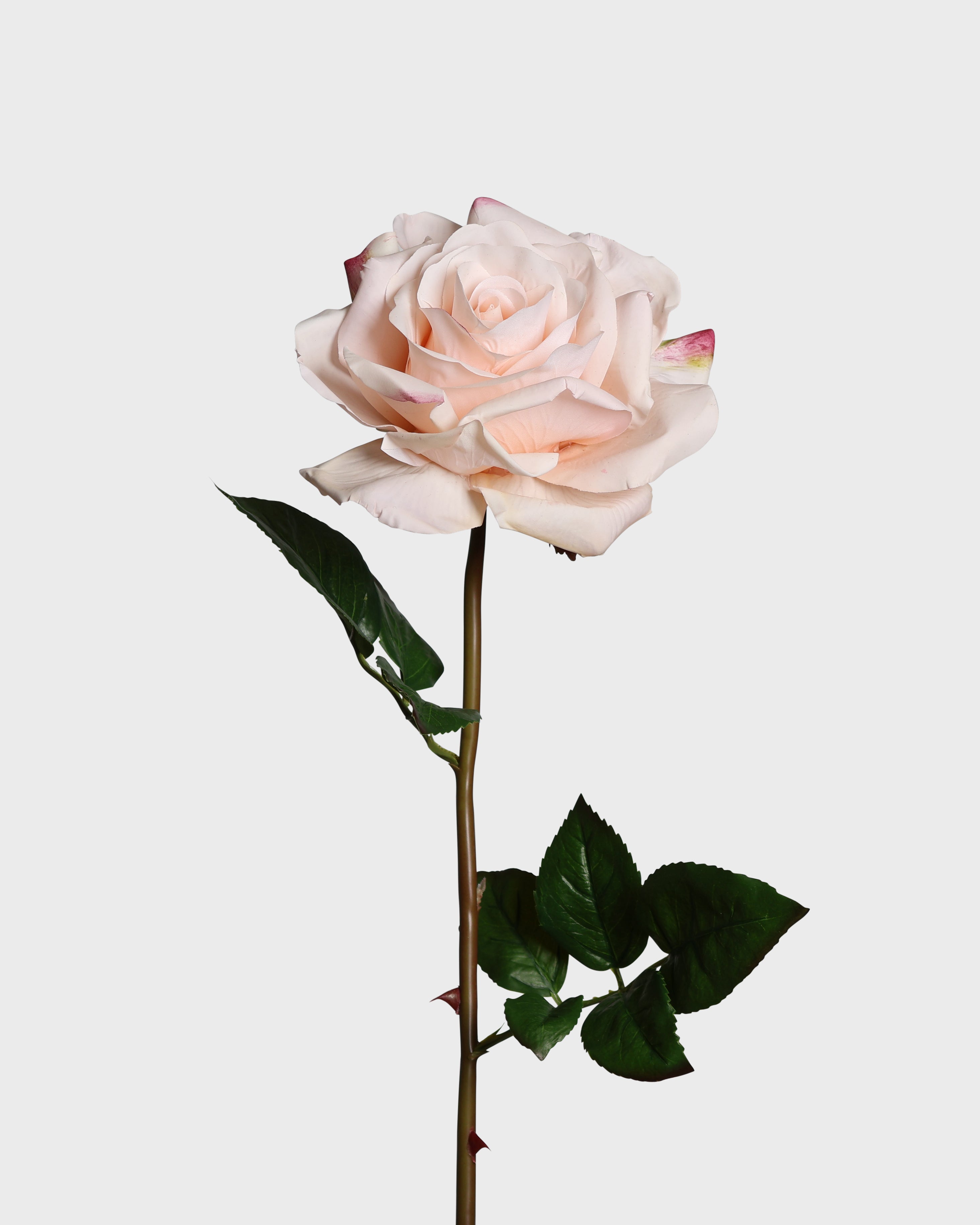 Premiumros — Puderrosa