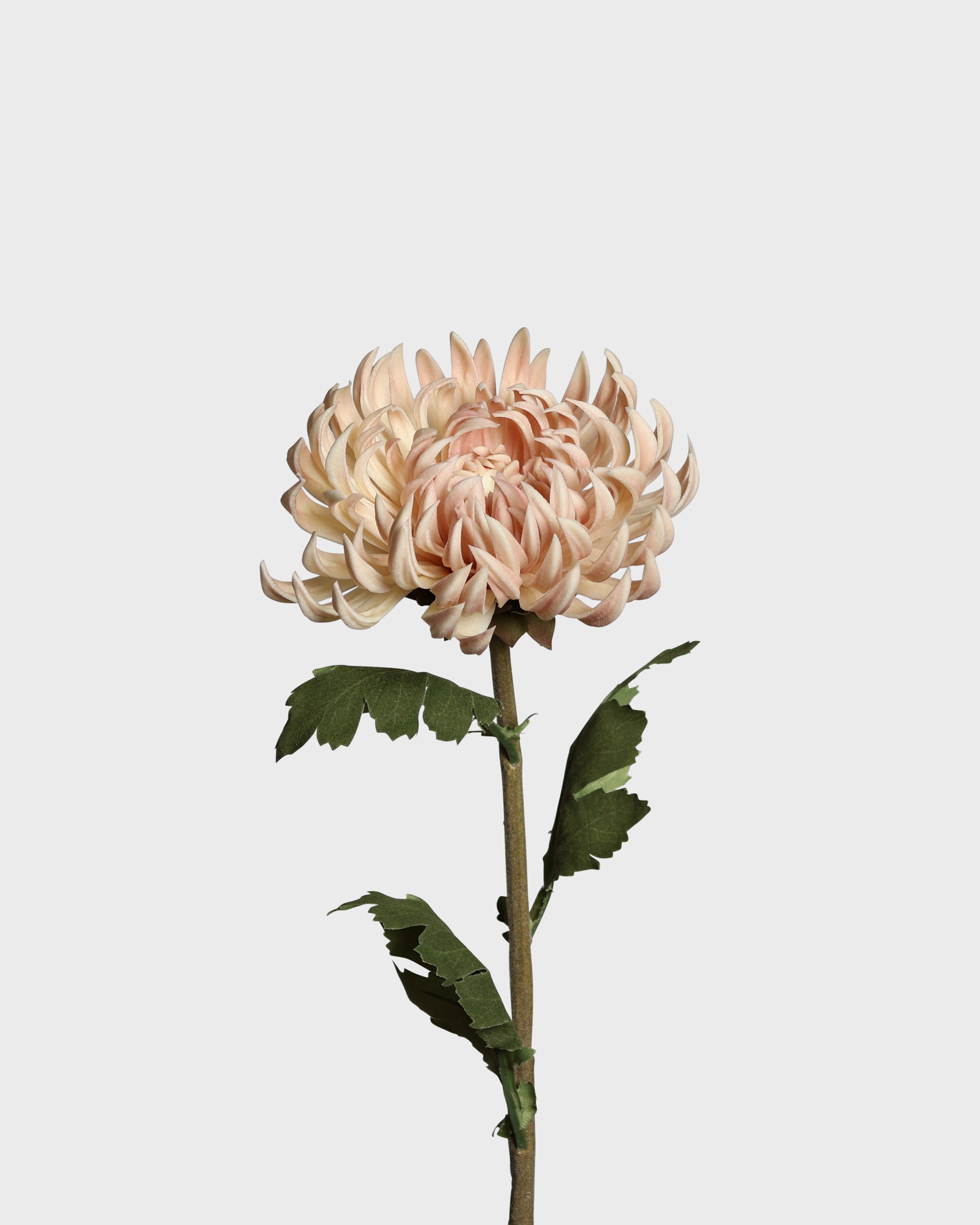 Krysantemum — Grön