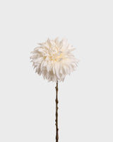 Dahlia Café au Lait — White