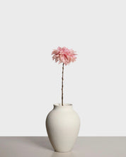 Dahlia Café au Lait — Pink